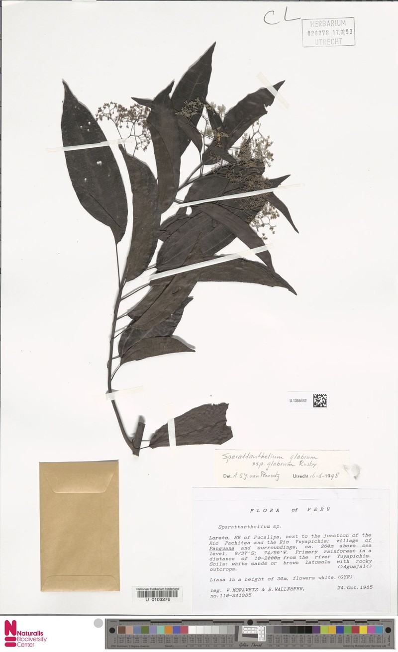 Sparattanthelium glabrum subsp. glabrum photo 4