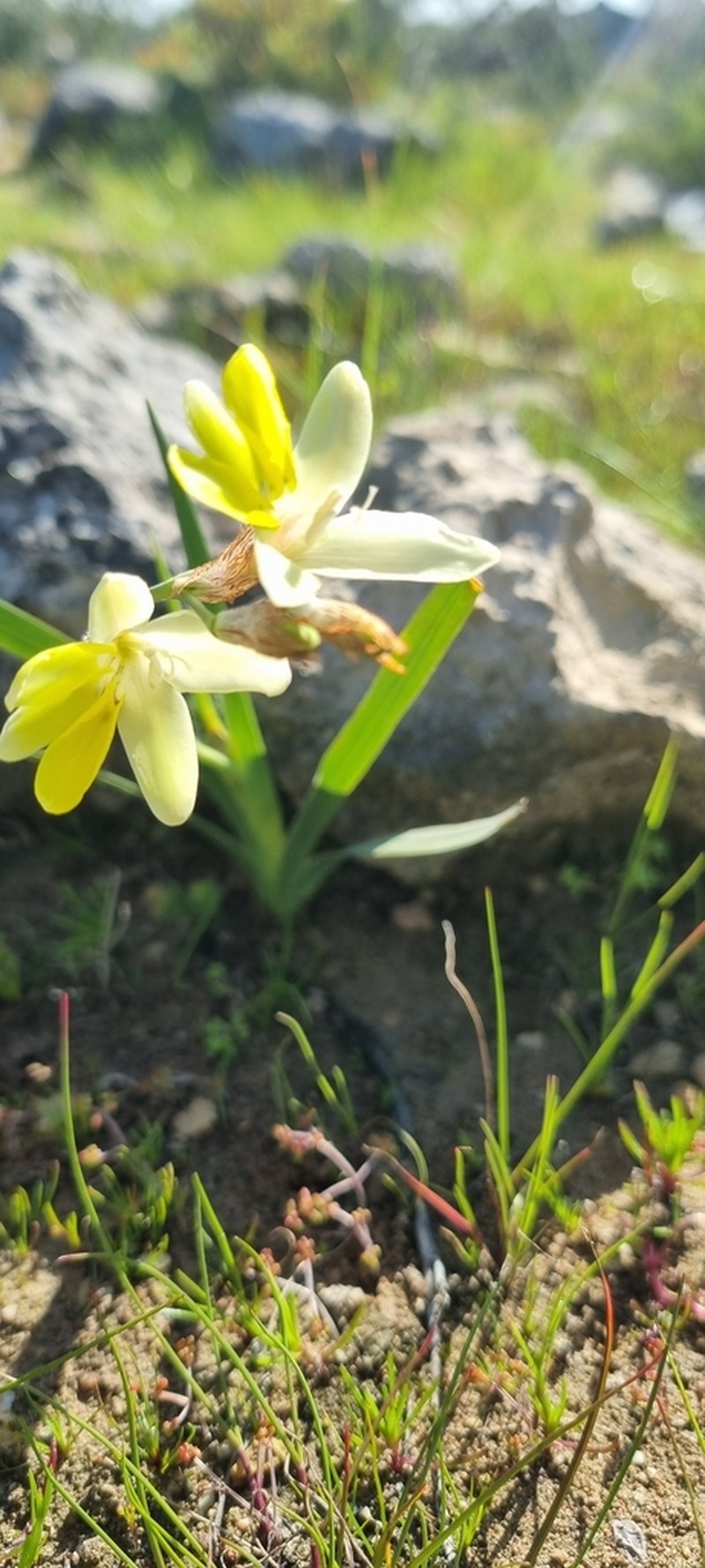 Sparaxis calcicola photo 7