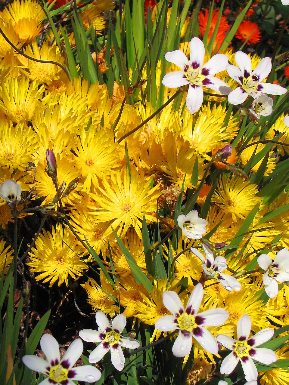 Wandflower photo 5
