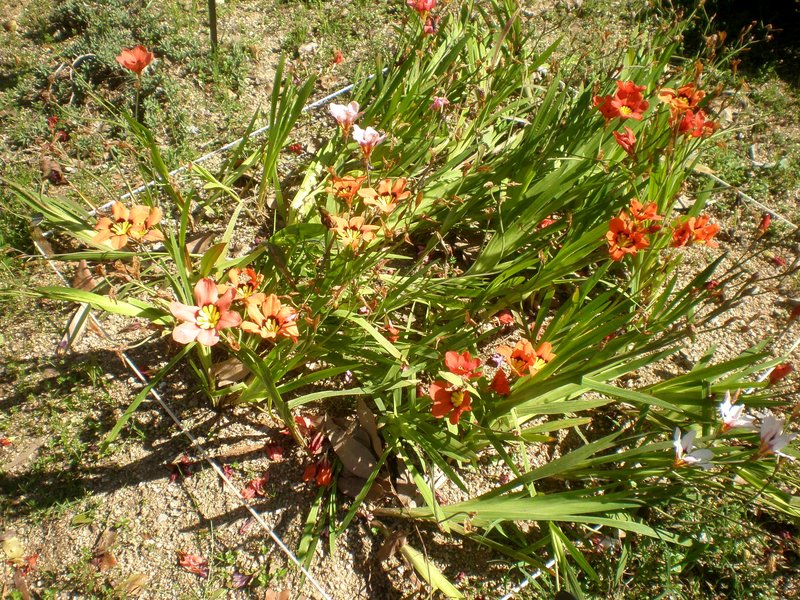 Wandflower photo 6