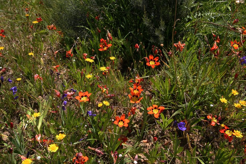 Wandflower photo 7