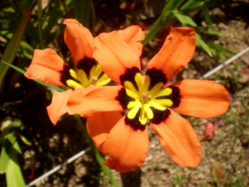 Wandflower photo 8