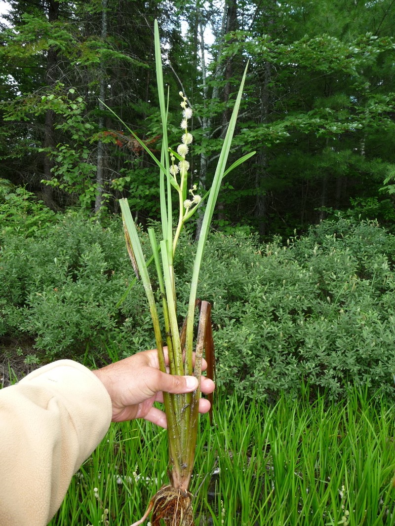 American Bur-Reed photo 2
