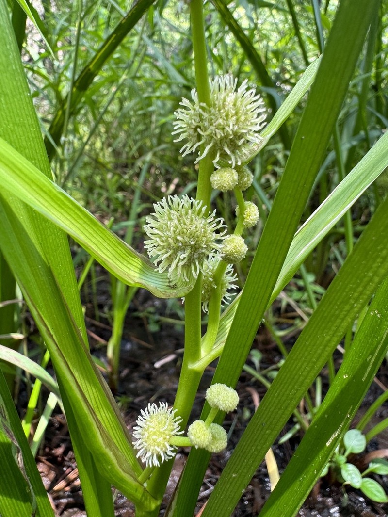 American Bur-Reed photo 3