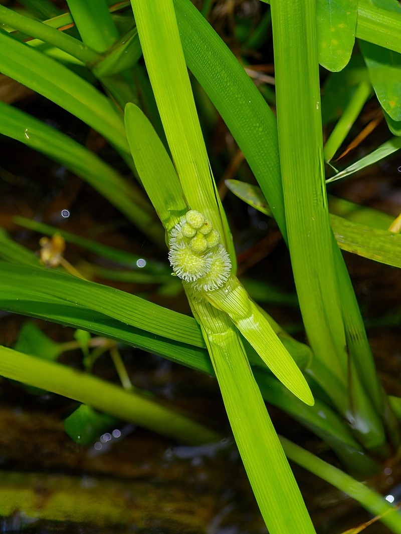 American Bur-Reed photo 4
