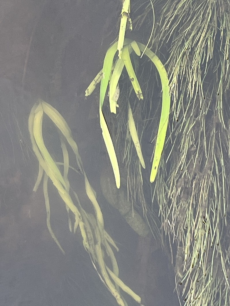 American Bur-Reed photo 5