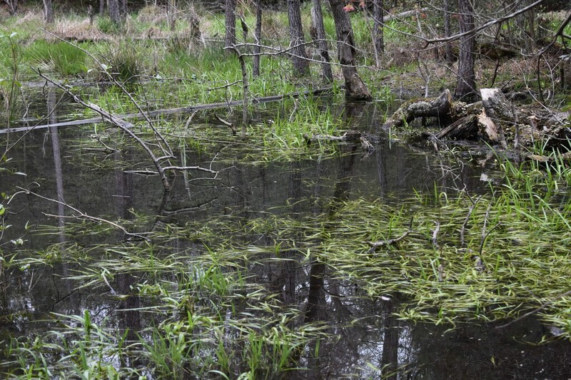 American Bur-Reed photo 6