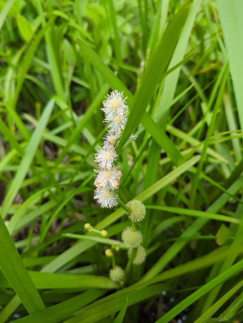 American Bur-Reed photo 7