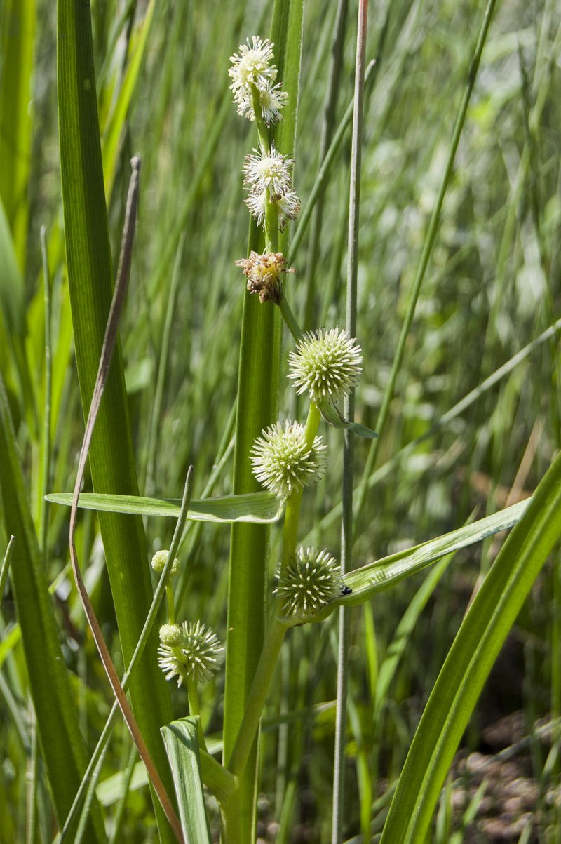 American Bur-Reed