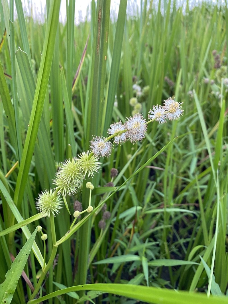 Branched Bur-Reed