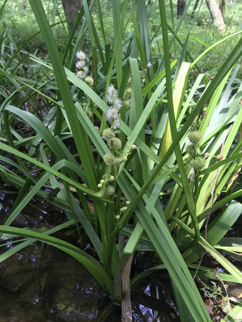 Branched Bur-Reed photo 2