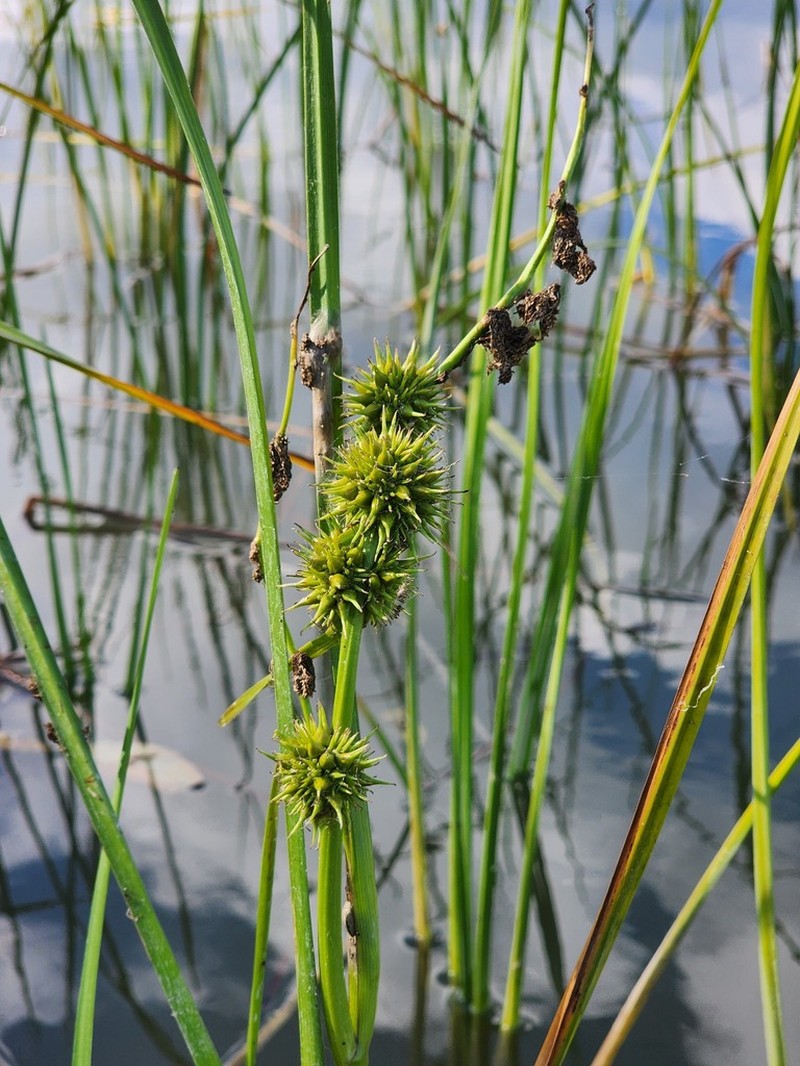 Branched Bur-Reed photo 3