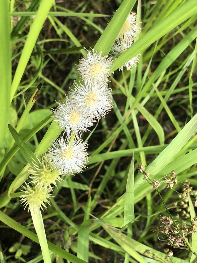 Branched Bur-Reed photo 4