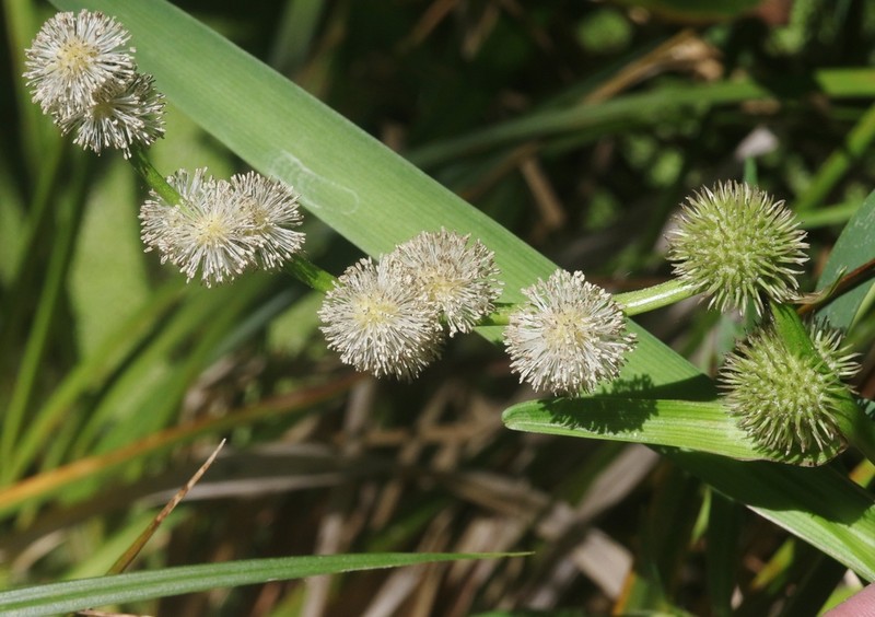 Branched Bur-Reed photo 5