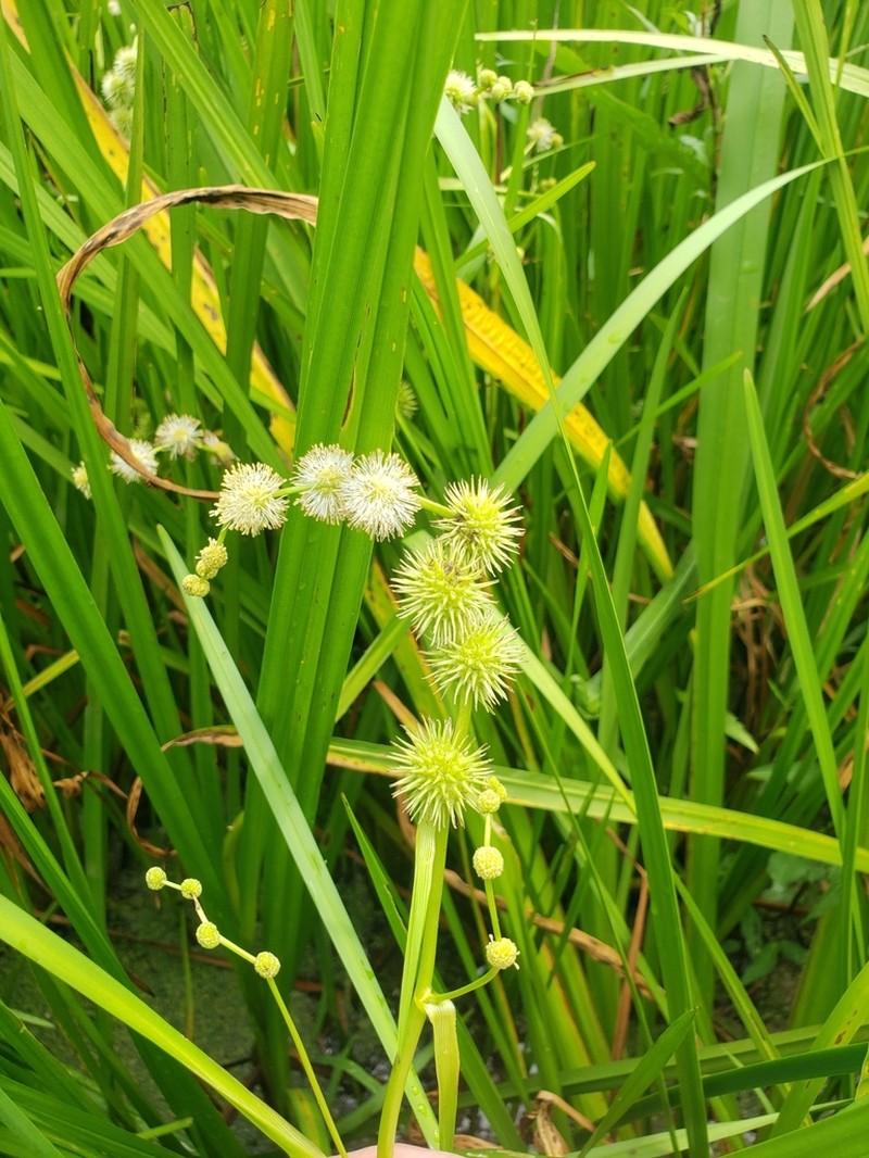 Branched Bur-Reed photo 6