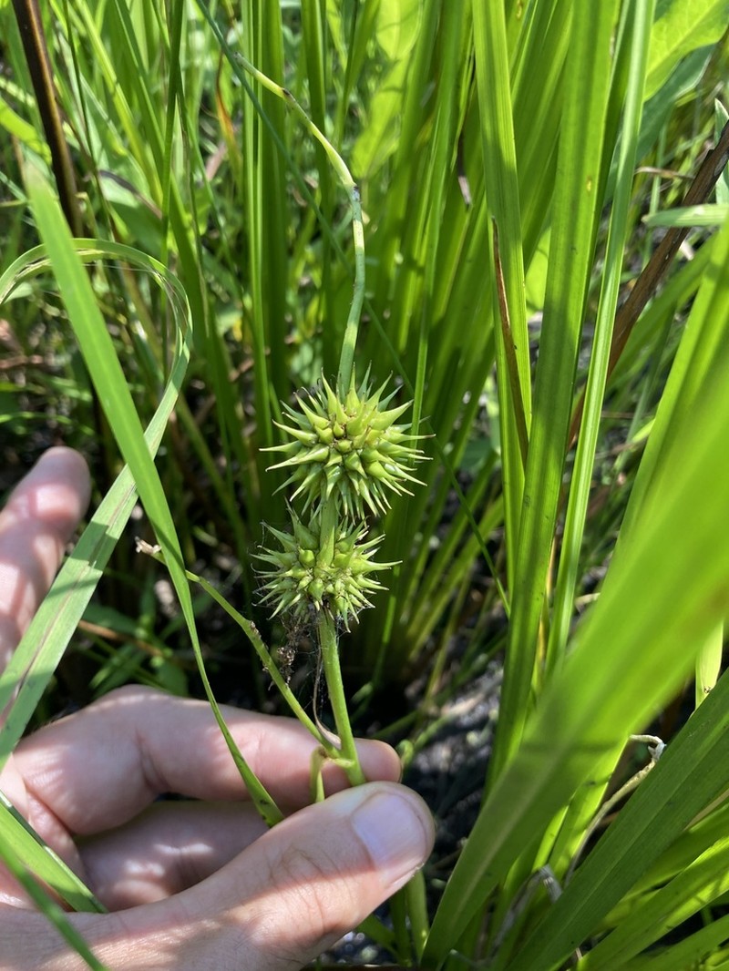 Branched Bur-Reed photo 7