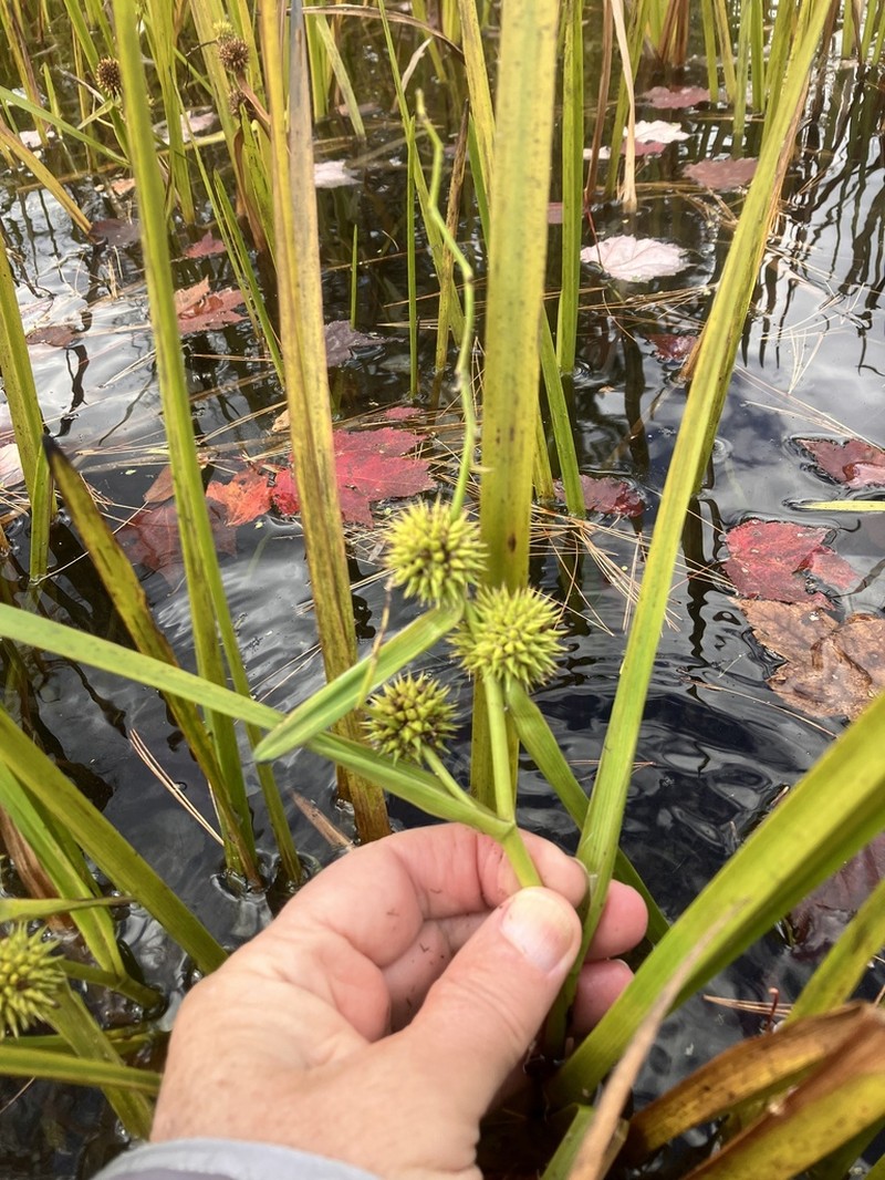 Branched Bur-Reed photo 8
