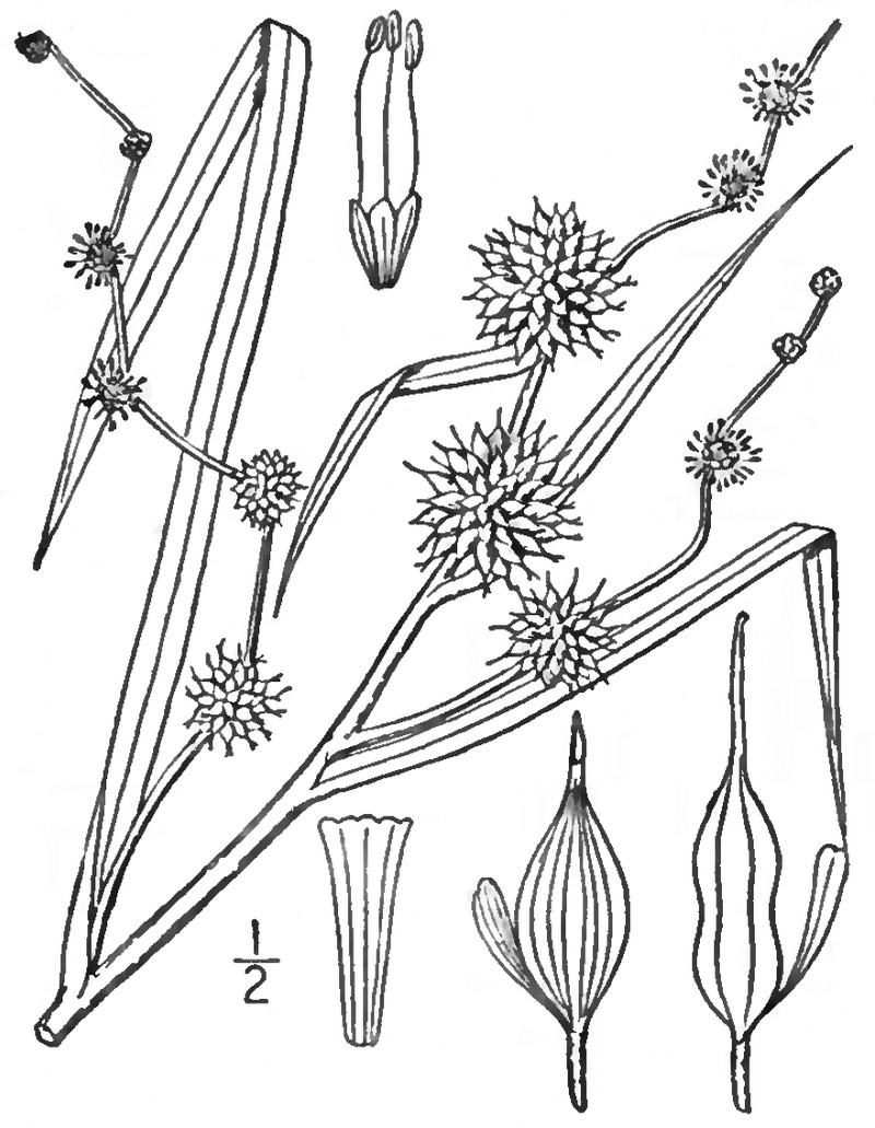 Branched Bur-Reed photo 2