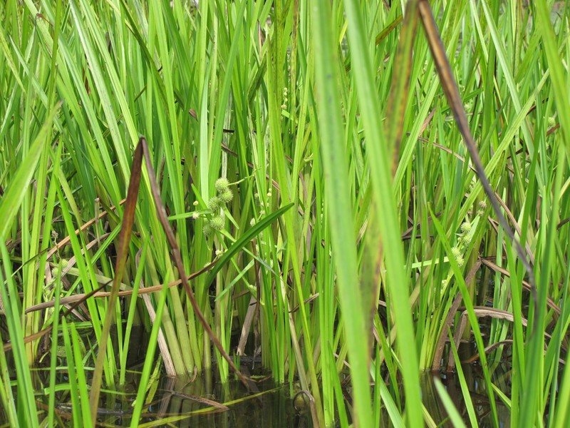Branched Bur-Reed photo 3