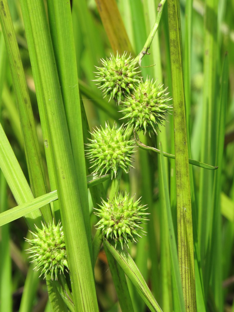 Branched Bur-Reed photo 4