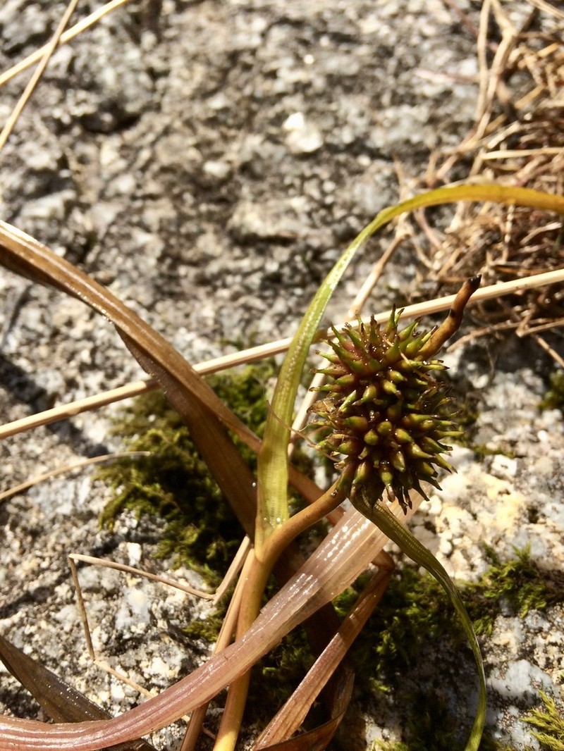 Narrowleaf Bur-Reed photo 3