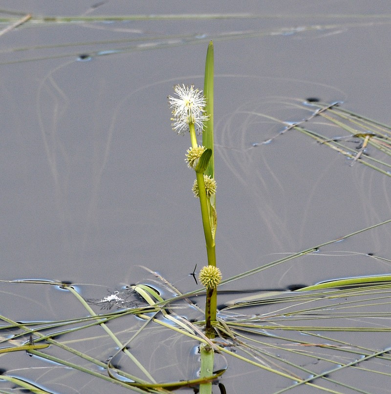 Narrowleaf Bur-Reed photo 4