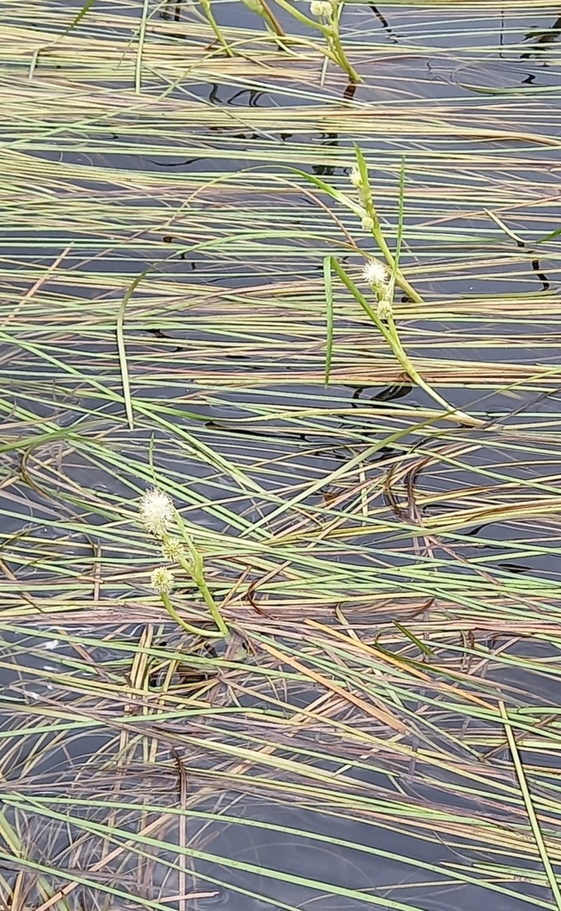 Narrowleaf Bur-Reed photo 6