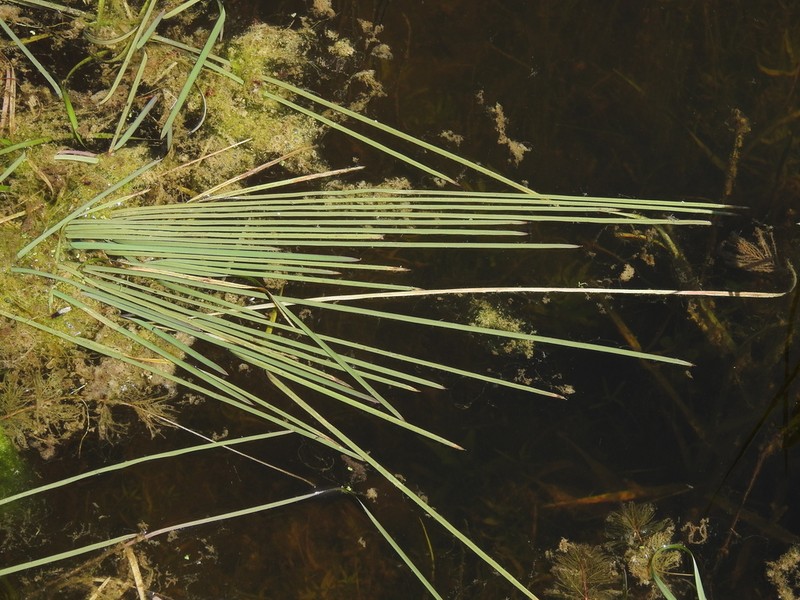 Narrowleaf Bur-Reed photo 7