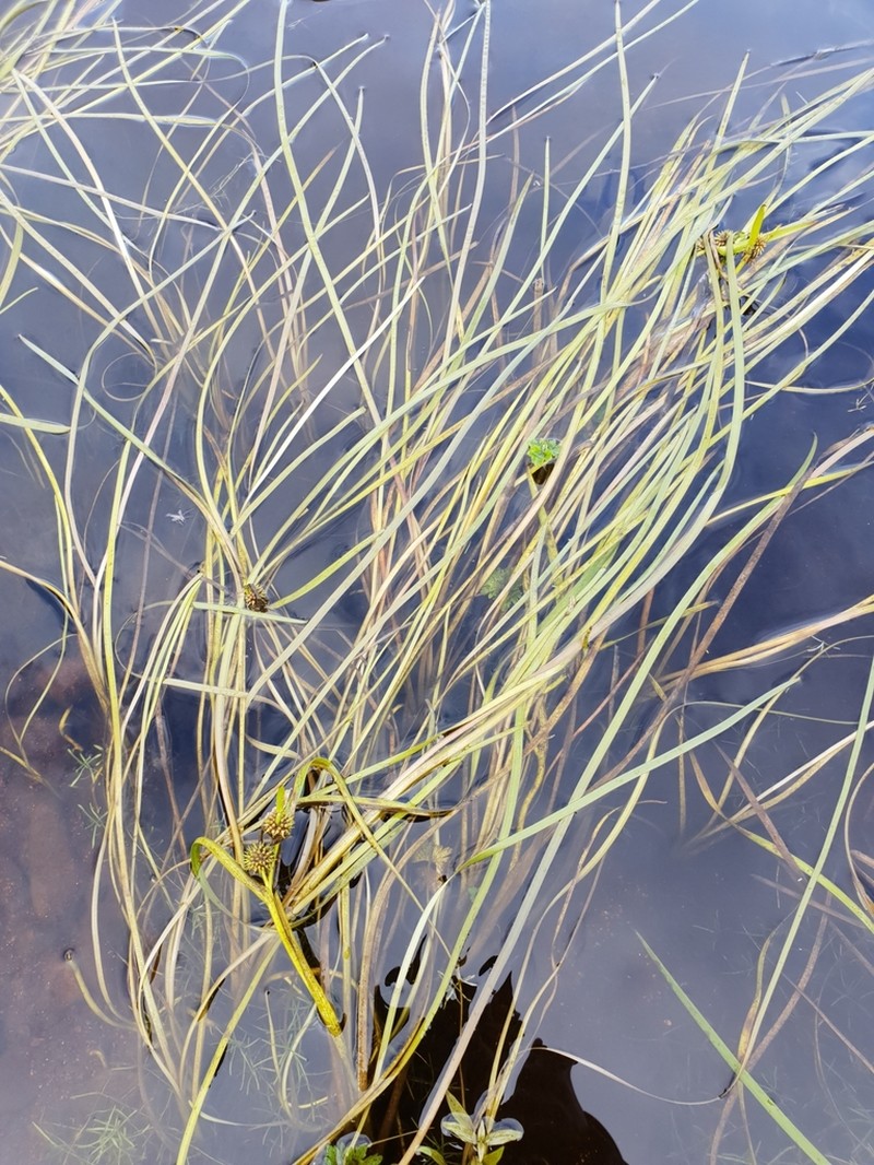Narrowleaf Bur-Reed photo 8