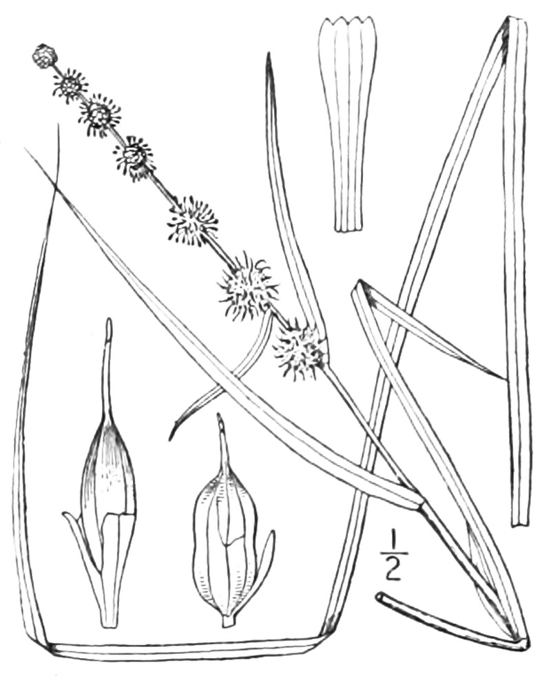 Narrowleaf Bur-Reed photo 4