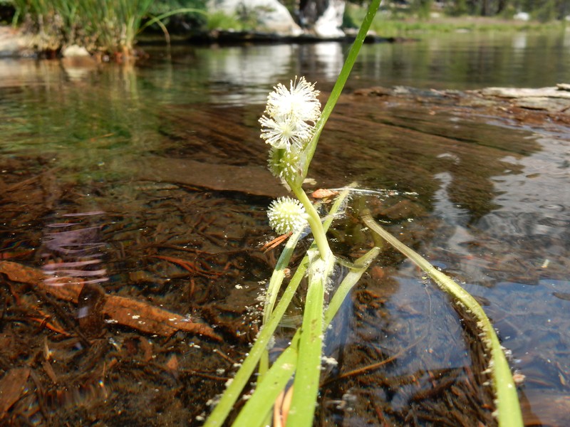 Narrowleaf Bur-Reed photo 5