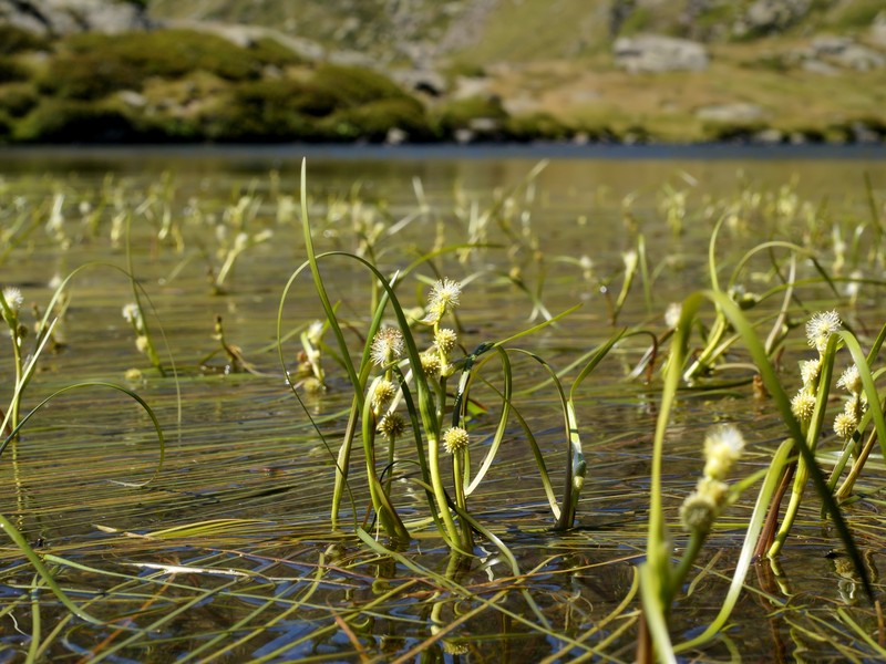 Narrowleaf Bur-Reed
