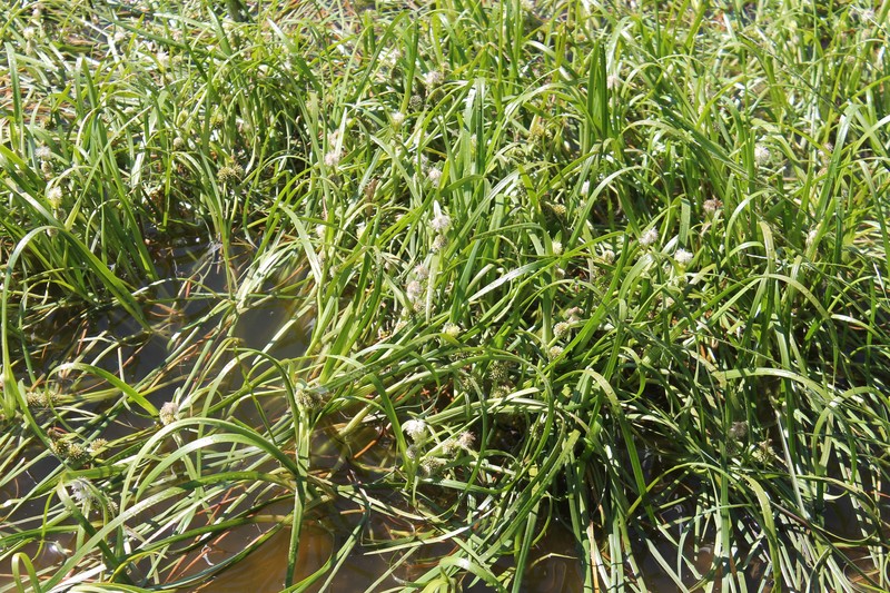 Narrowleaf Bur-Reed photo 2
