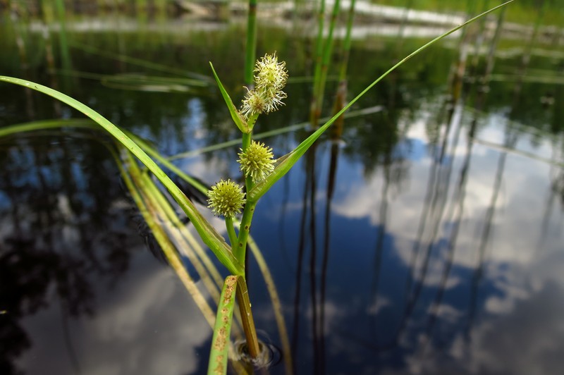 Narrowleaf Bur-Reed photo 3