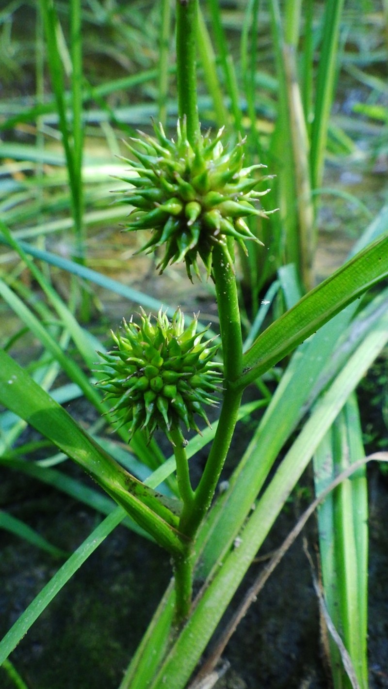 European Bur-Reed photo 3