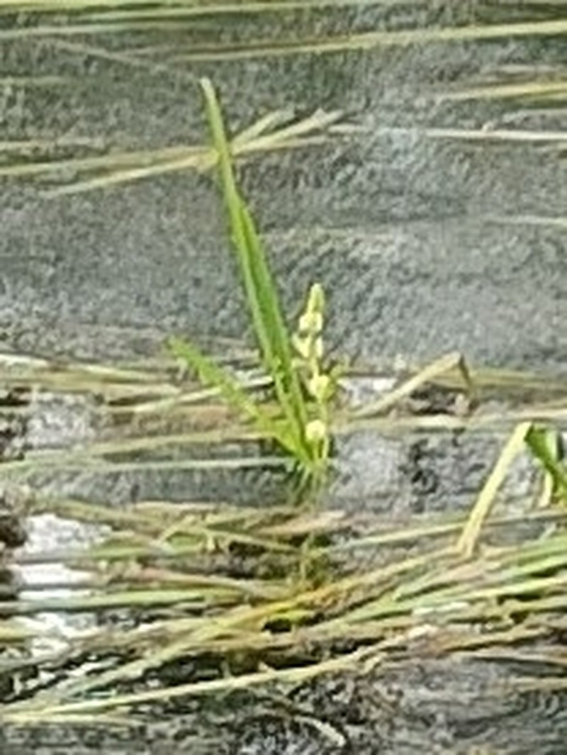 European Bur-Reed photo 4