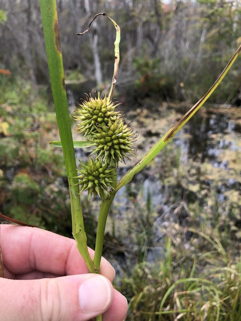 European Bur-Reed photo 5