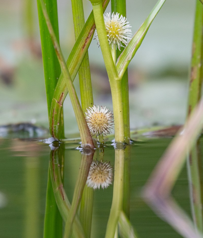 European Bur-Reed photo 6