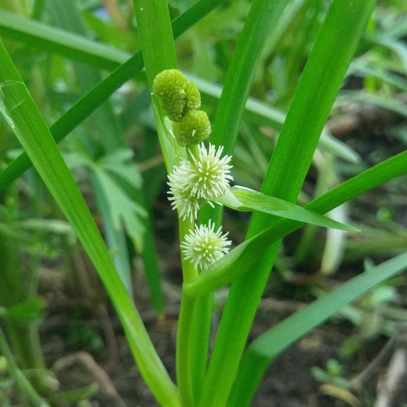 European Bur-Reed photo 7