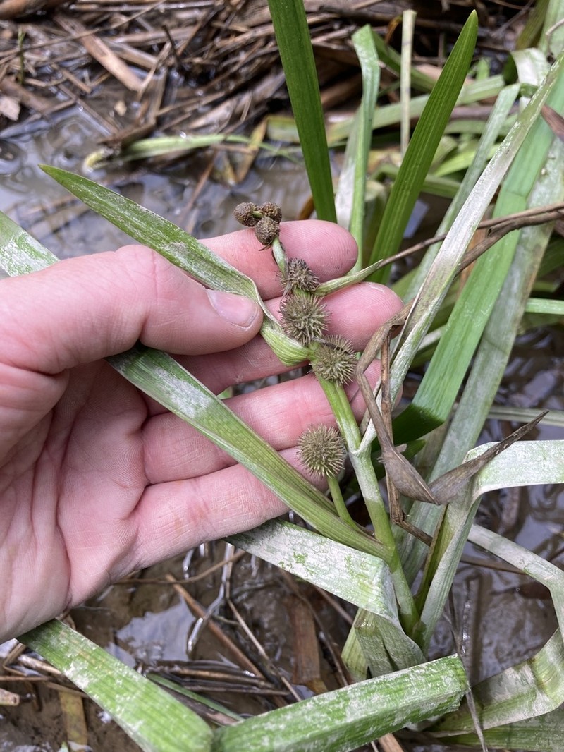 European Bur-Reed photo 8