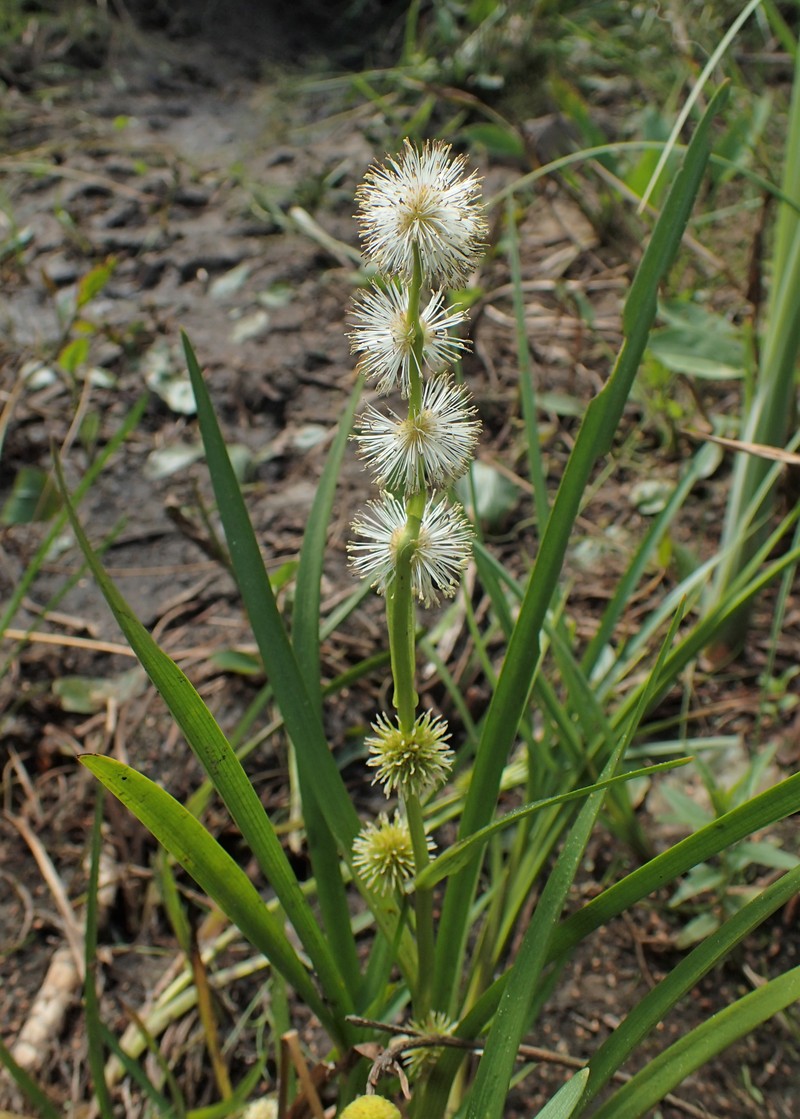 European Bur-Reed photo 2