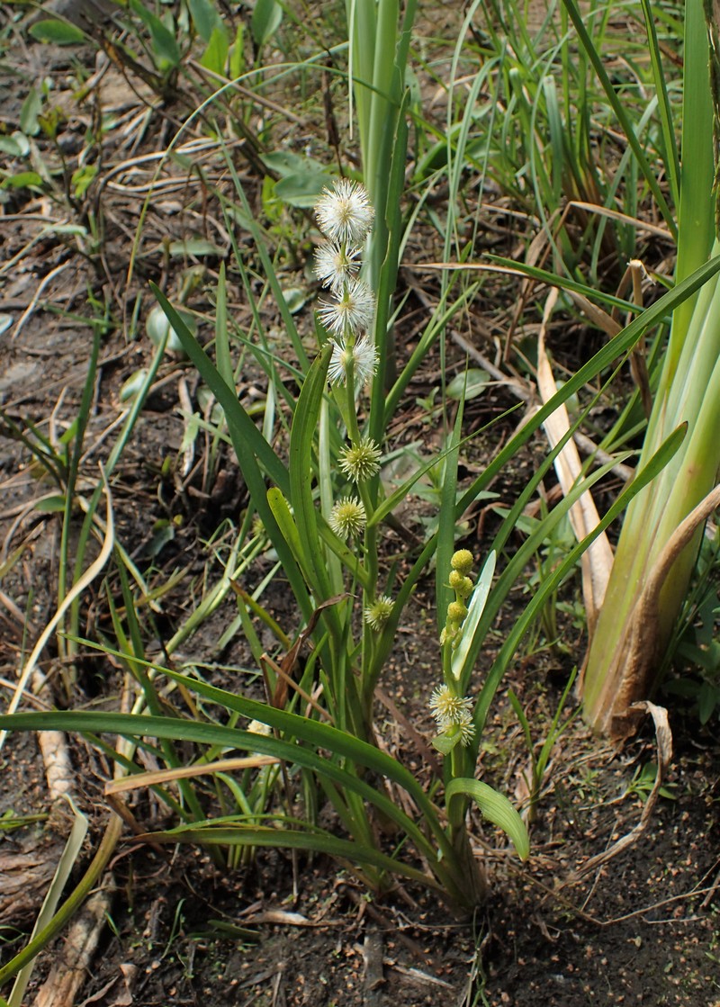 European Bur-Reed photo 3