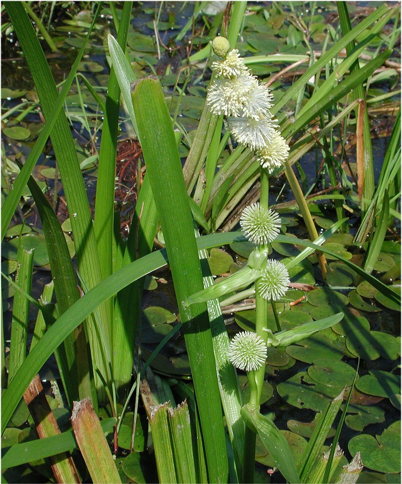 European Bur-Reed