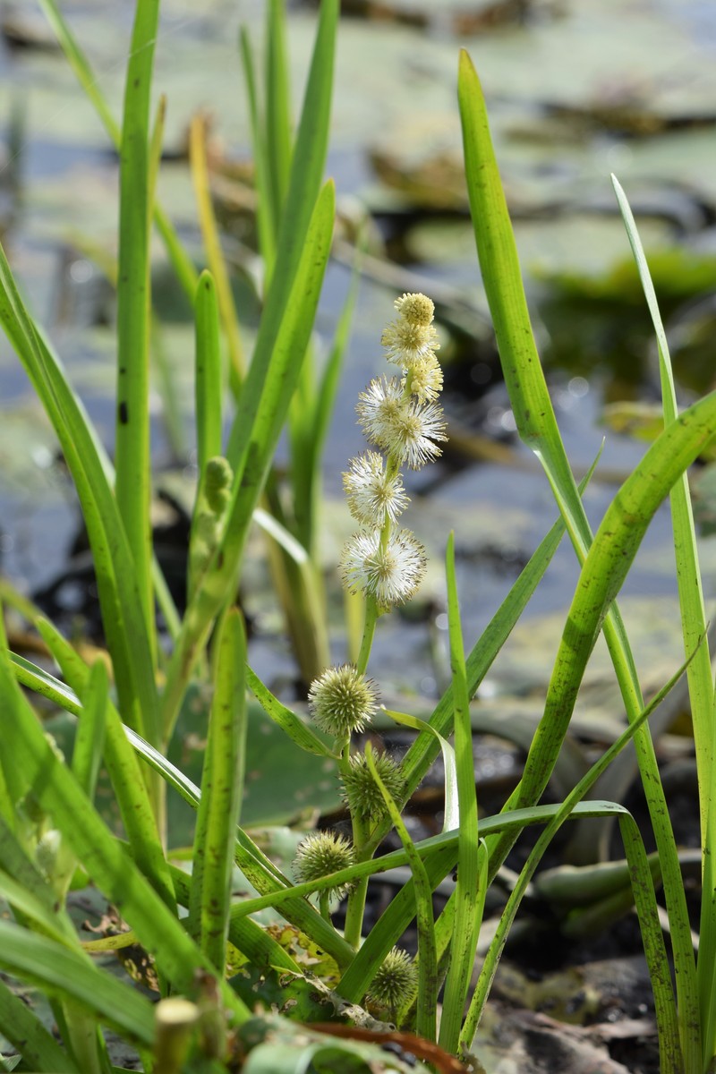 European Bur-Reed photo 4