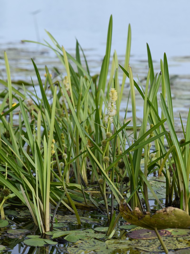 European Bur-Reed photo 5