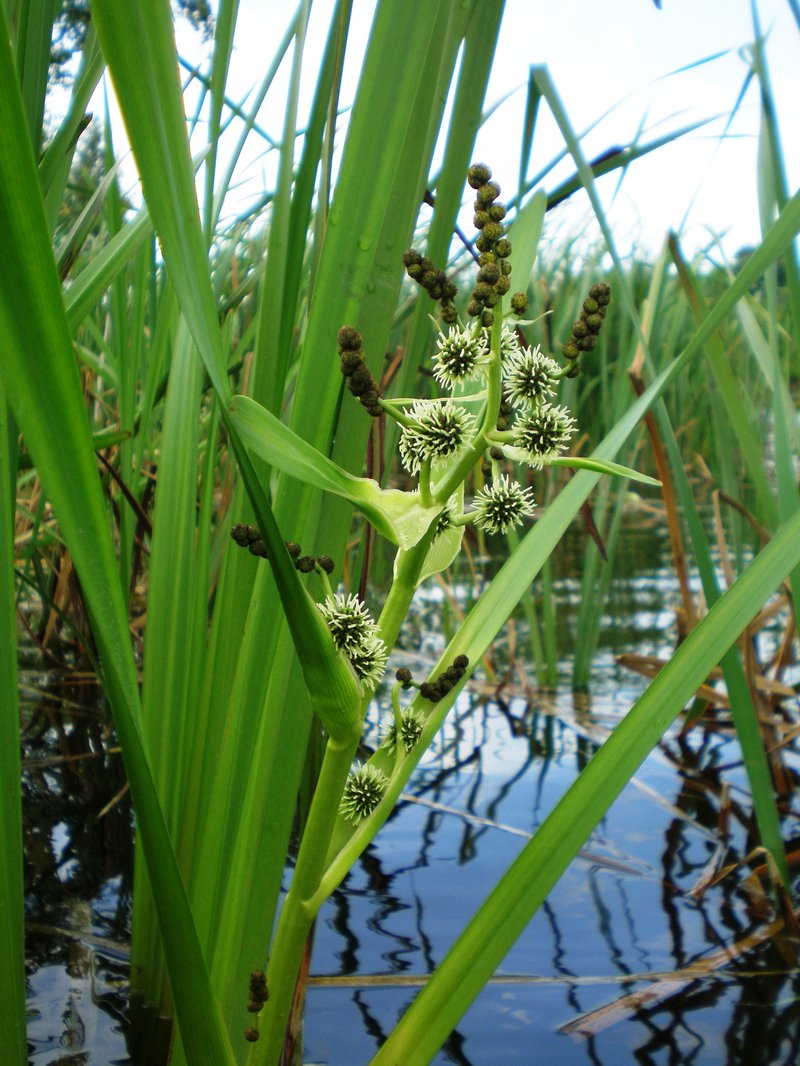 Simplestem Bur-Reed