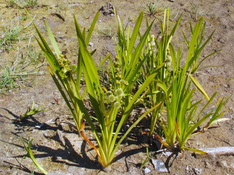 Simplestem Bur-Reed photo 2
