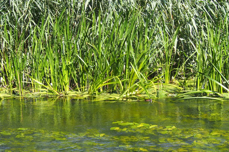 Simplestem Bur-Reed photo 3