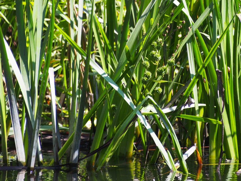 Simplestem Bur-Reed photo 4