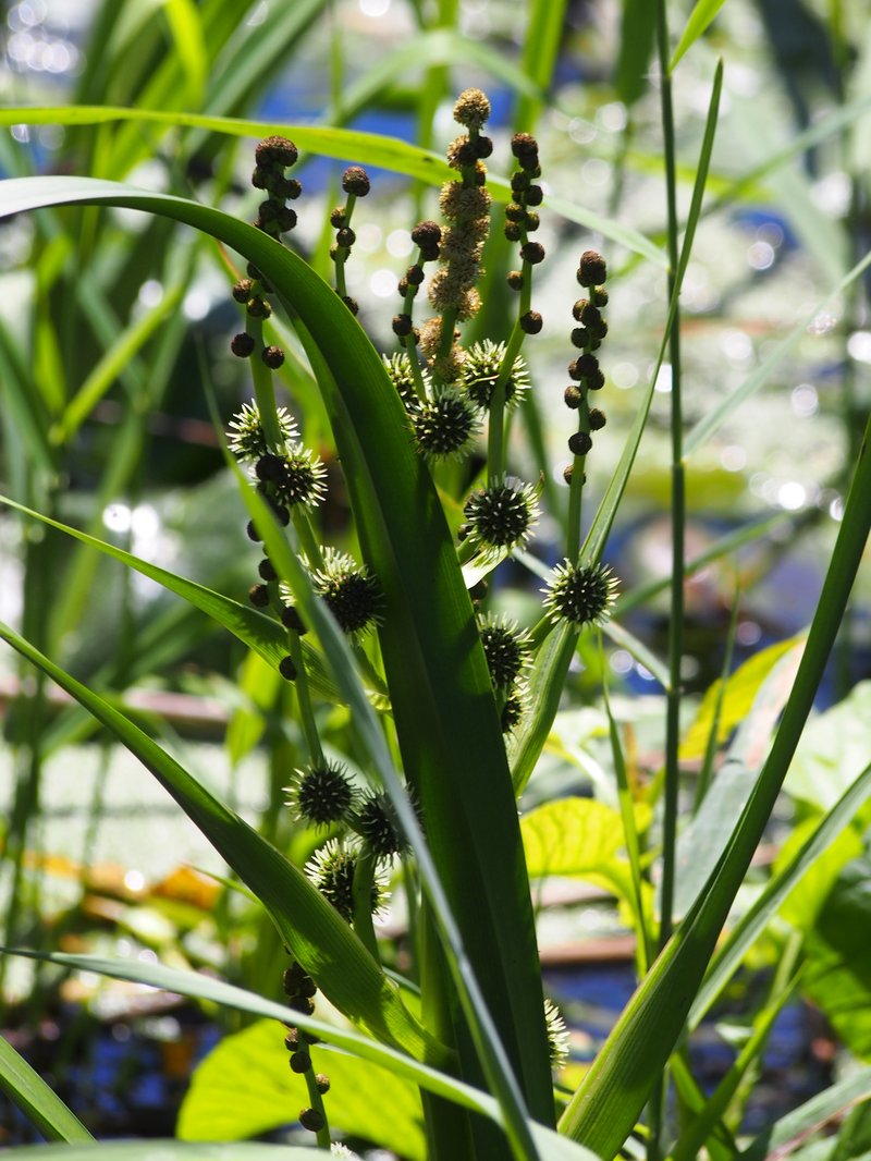 Simplestem Bur-Reed photo 6